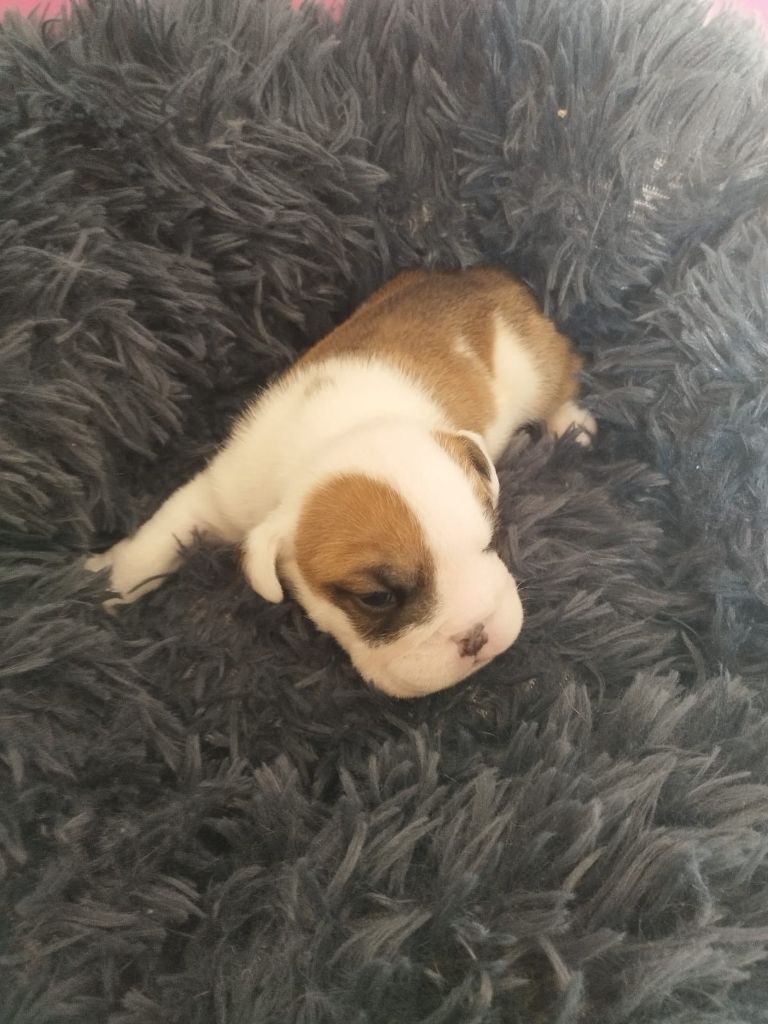 Du Roi De La Redingote - Chiot disponible  - Bulldog Anglais