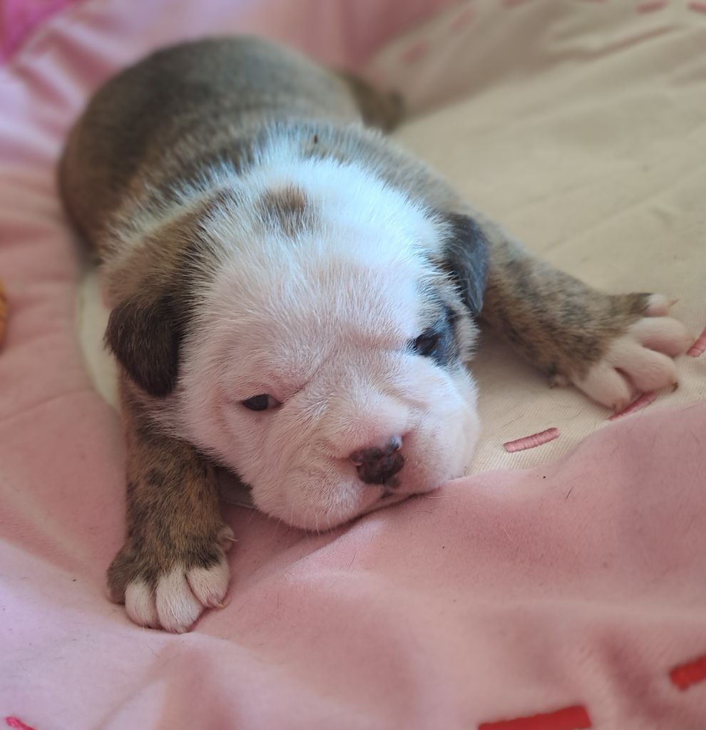 Du Roi De La Redingote - Chiot disponible  - Bulldog Anglais