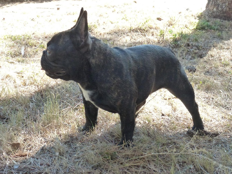 Godzilla du Vallon de Beaumont