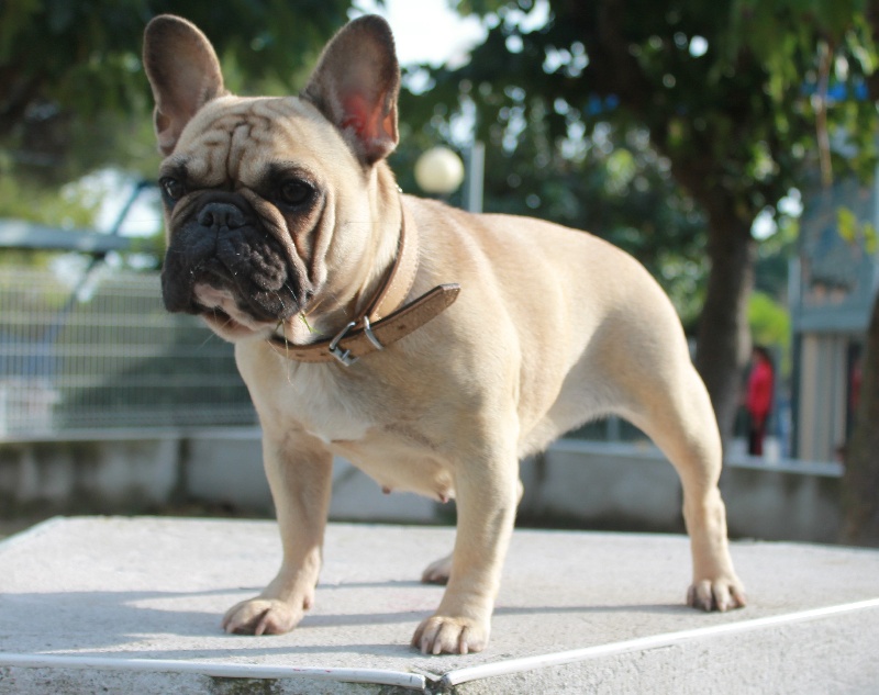 Du Roi De La Redingote Ilona