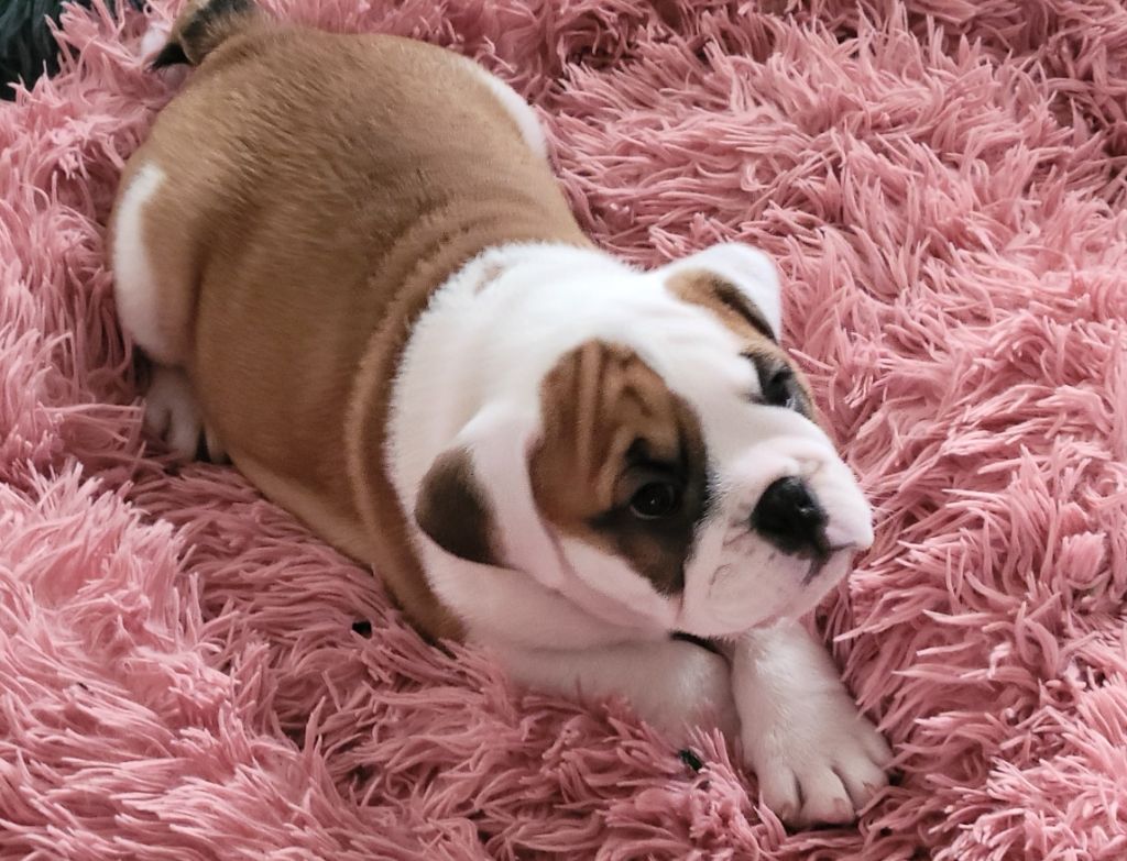 Du Roi De La Redingote - Chiots disponibles - Bulldog Anglais