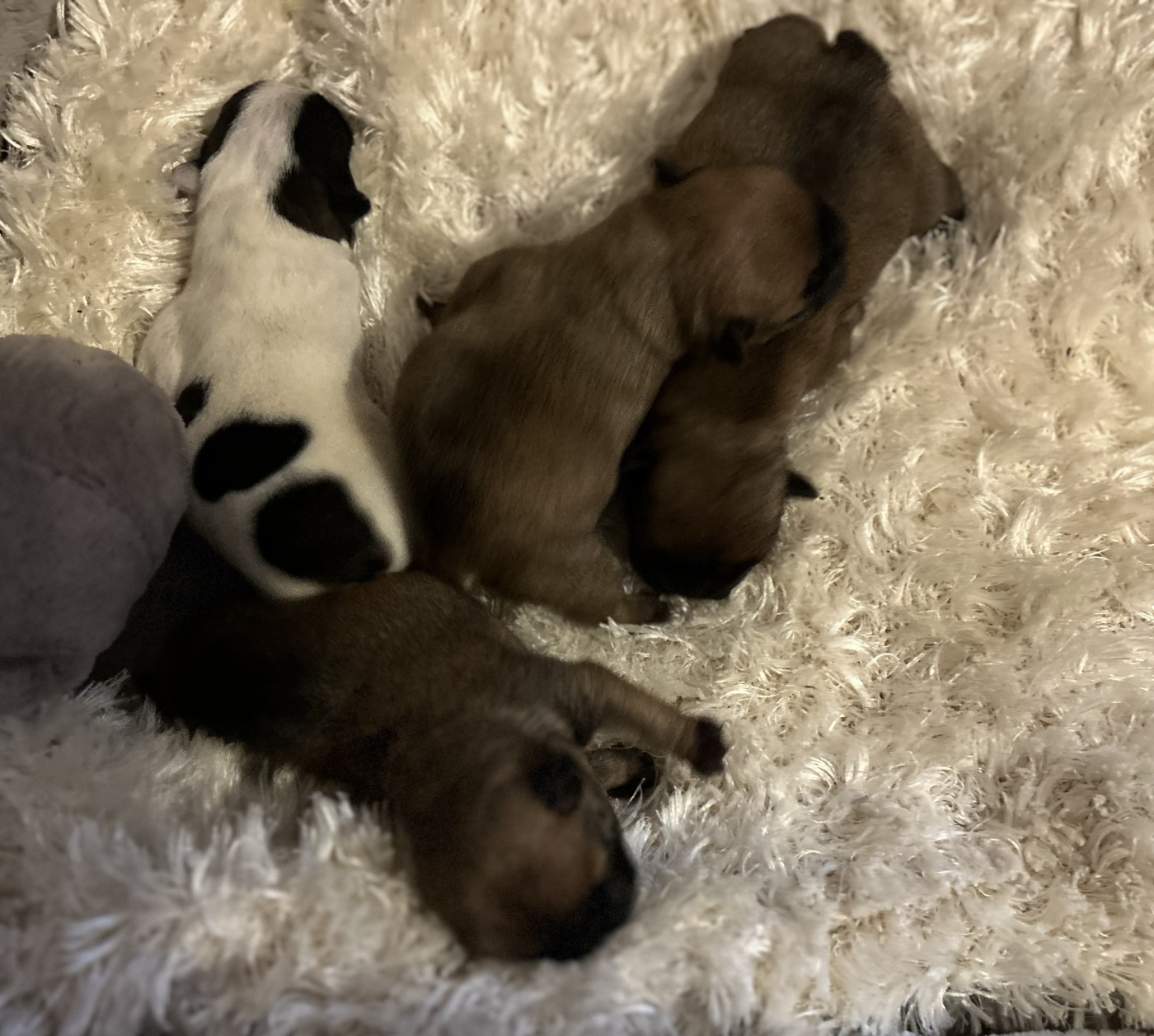 Chiot Bouledogue français Du Roi De La Redingote