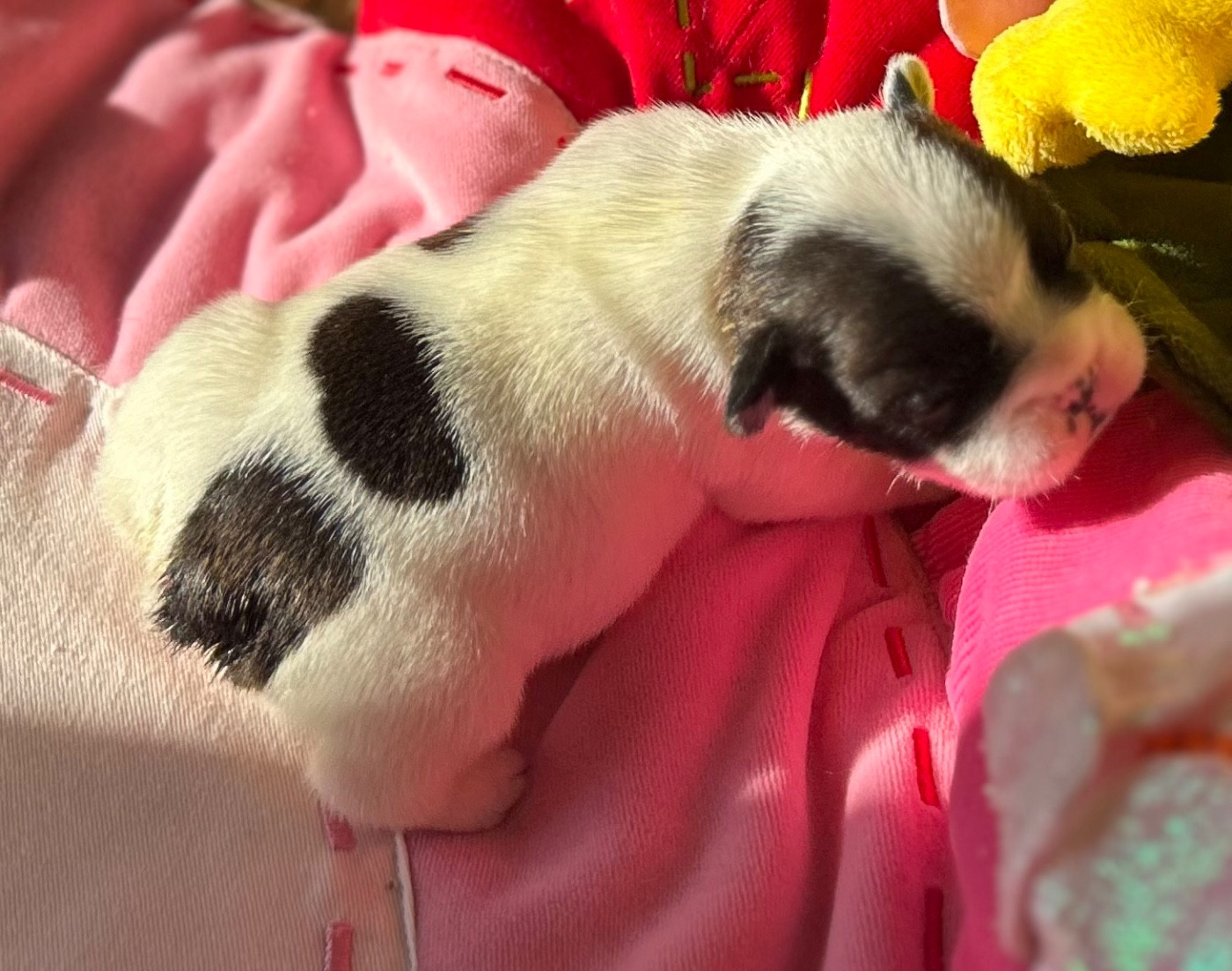 Du Roi De La Redingote - Chiots disponibles - Bouledogue français