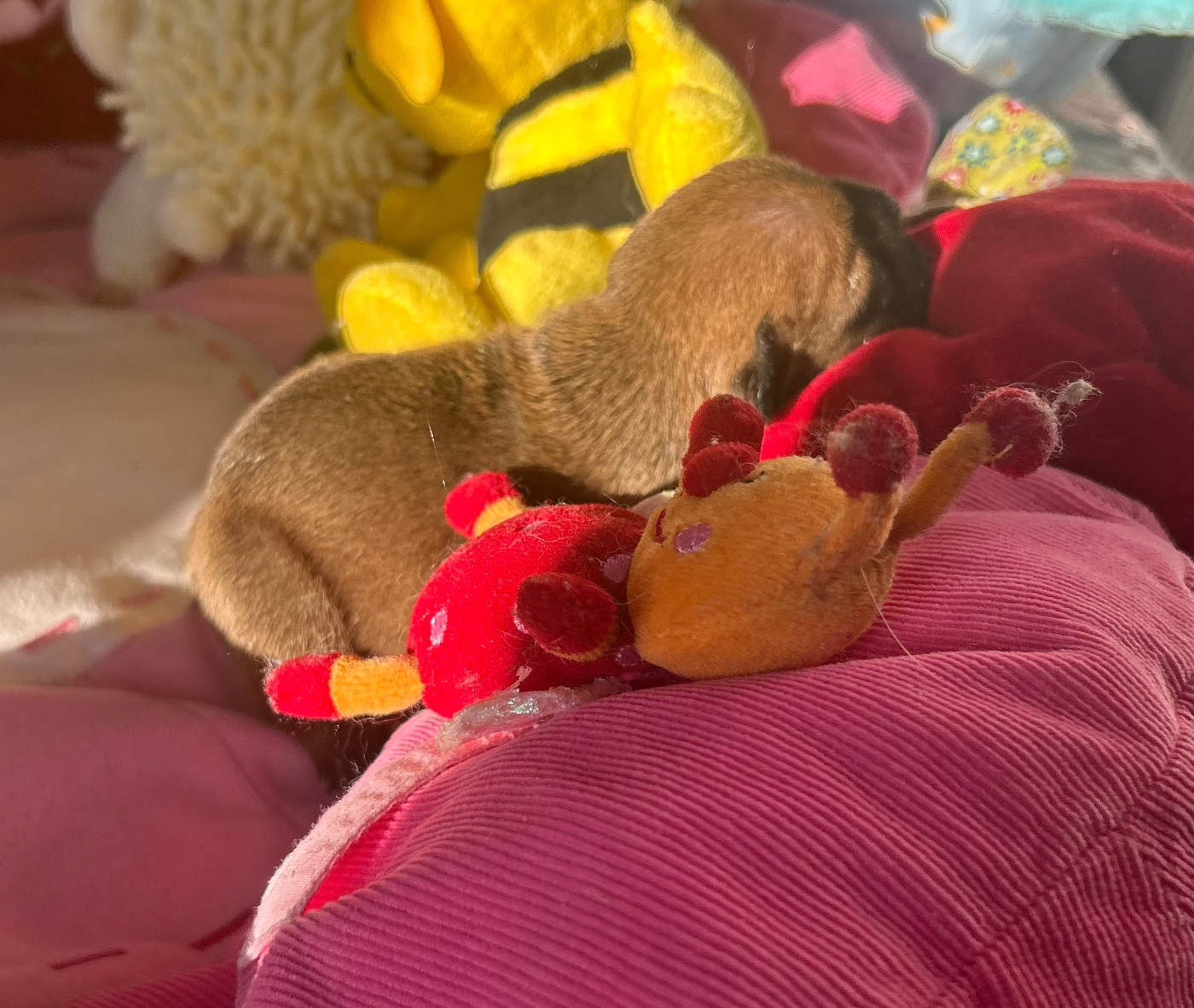 Du Roi De La Redingote - Chiots disponibles - Bouledogue français