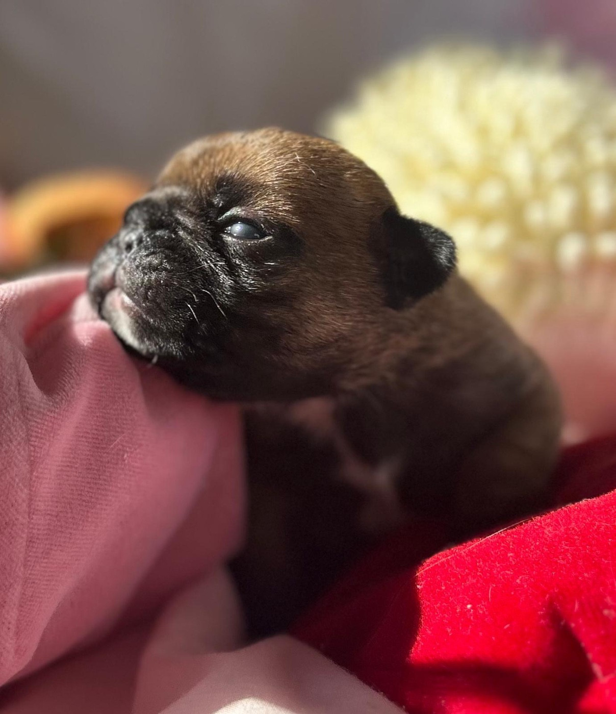 Du Roi De La Redingote - Chiots disponibles - Bouledogue français