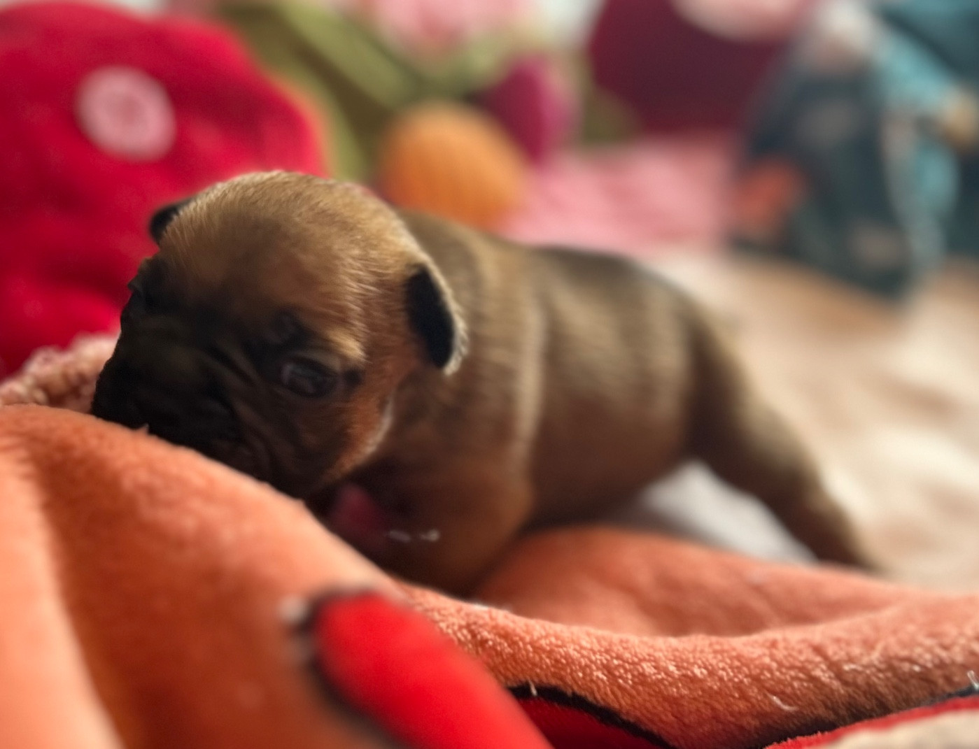 Du Roi De La Redingote - Chiots disponibles - Bouledogue français