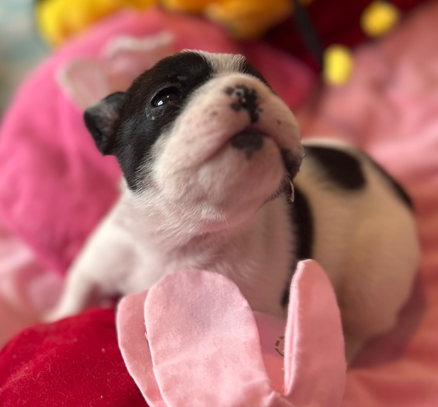 Du Roi De La Redingote - Chiots disponibles - Bouledogue français