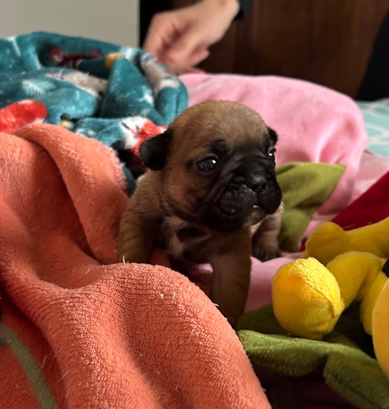 Du Roi De La Redingote - Chiots disponibles - Bouledogue français