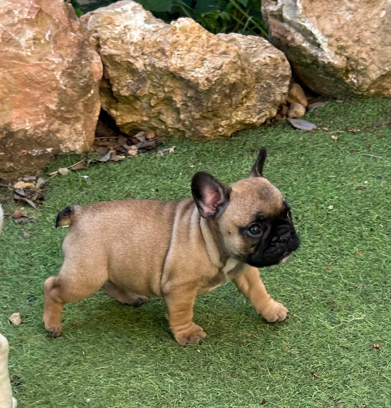 Du Roi De La Redingote - Chiots disponibles - Bouledogue français