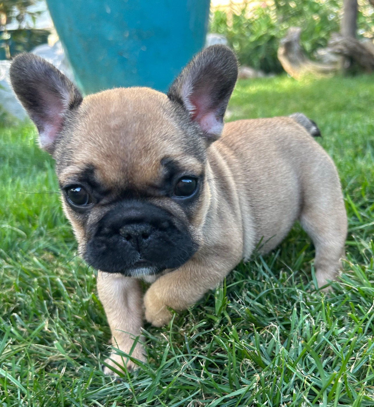 Du Roi De La Redingote - Chiots disponibles - Bouledogue français