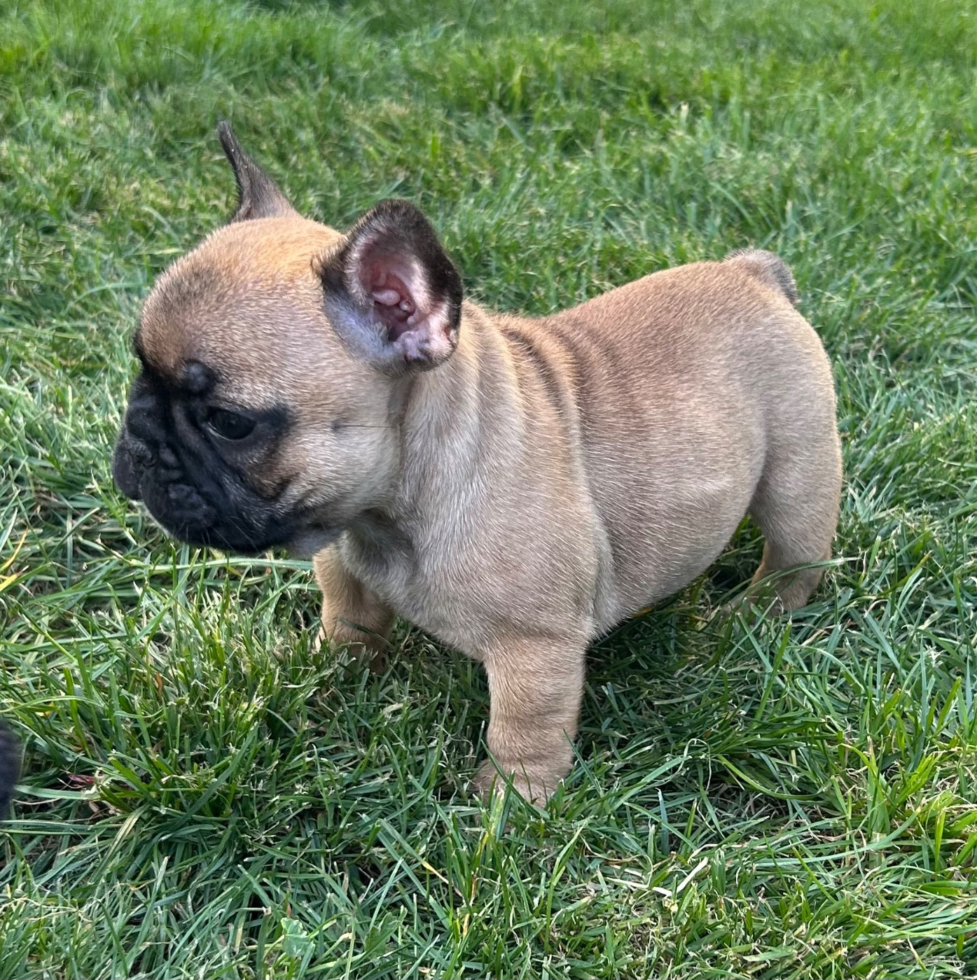 Du Roi De La Redingote - Chiots disponibles - Bouledogue français