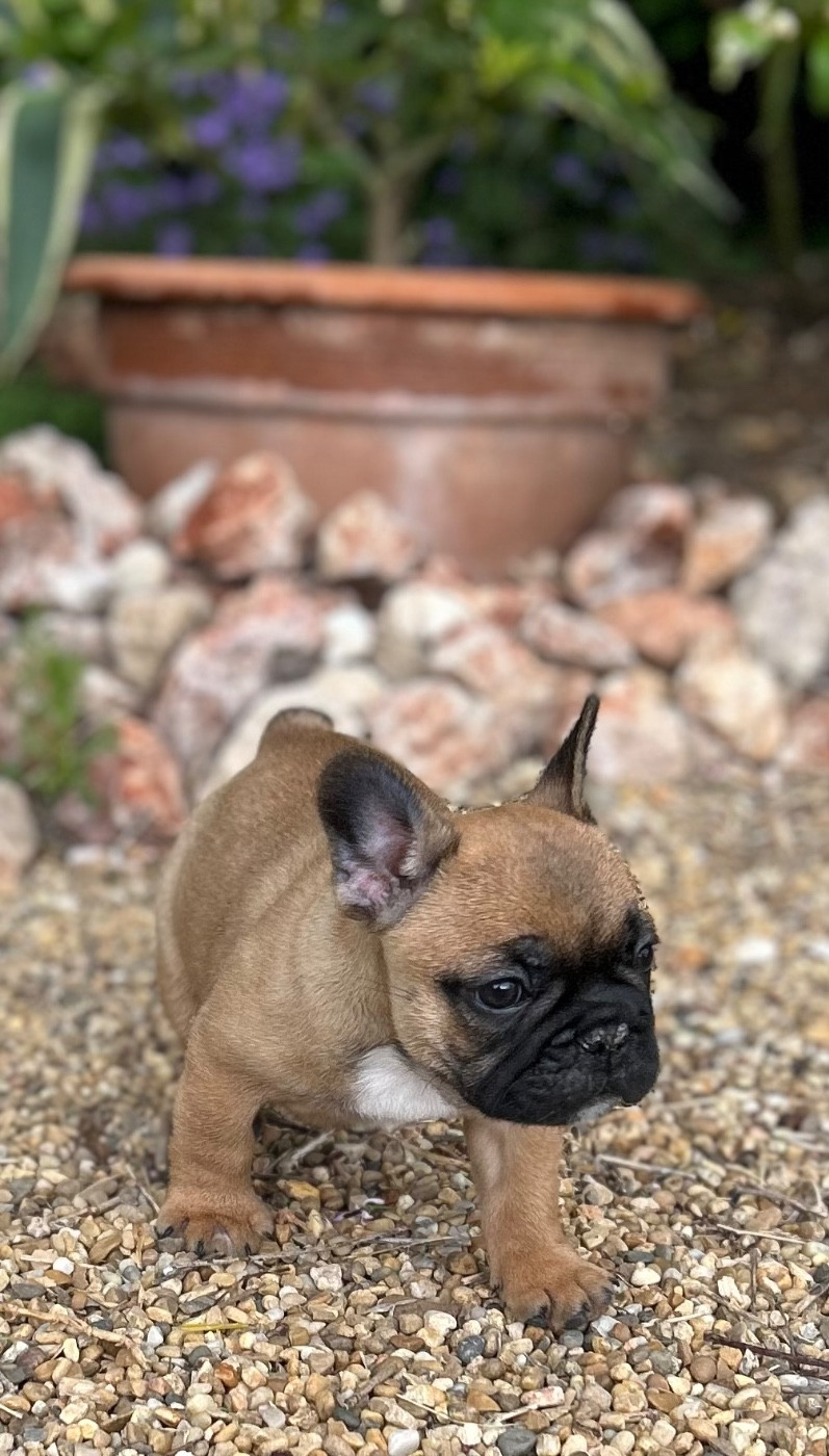 Du Roi De La Redingote - Chiots disponibles - Bouledogue français