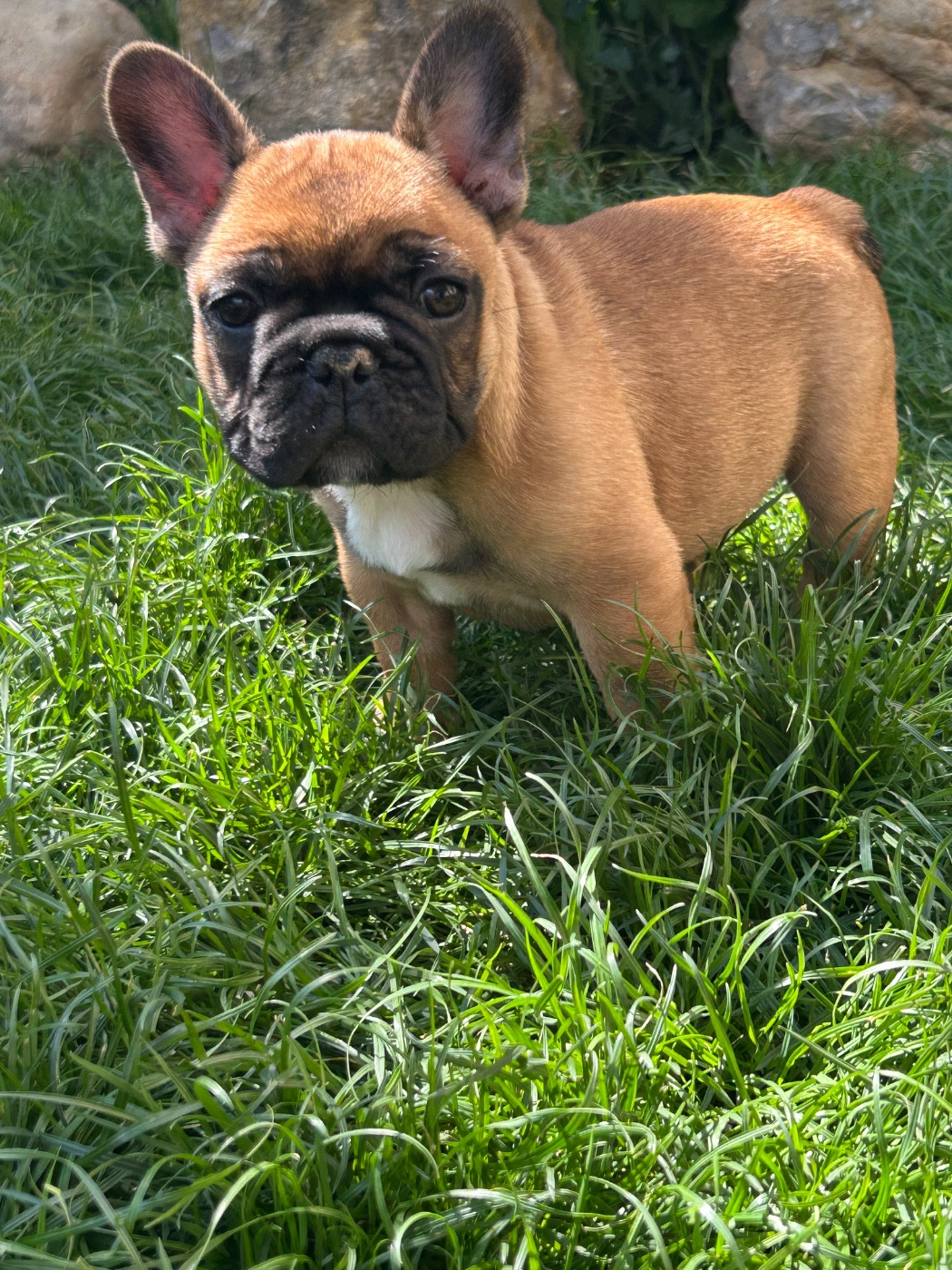 Du Roi De La Redingote - Chiots disponibles - Bouledogue français