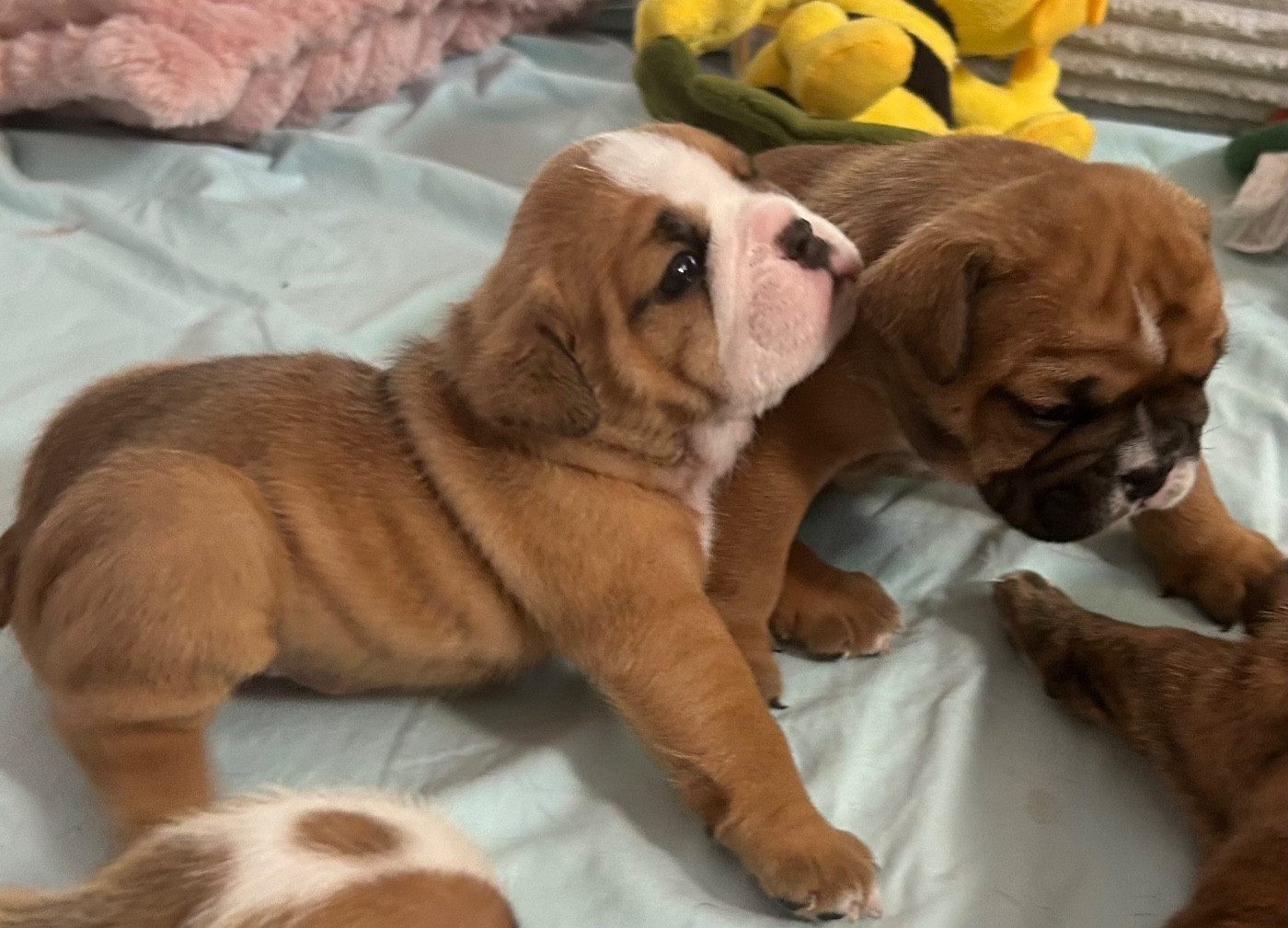 Du Roi De La Redingote - Chiots disponibles - Bulldog Anglais