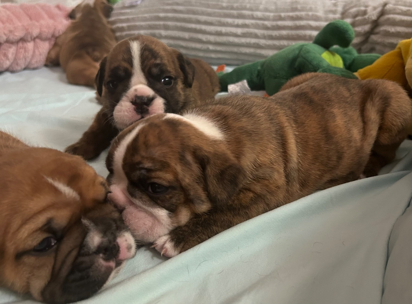 Du Roi De La Redingote - Chiots disponibles - Bulldog Anglais