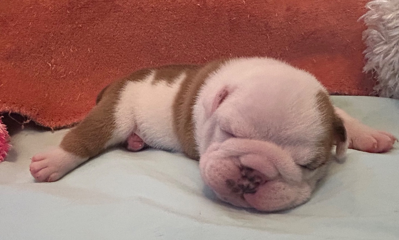 Du Roi De La Redingote - Chiots disponibles - Bulldog Anglais