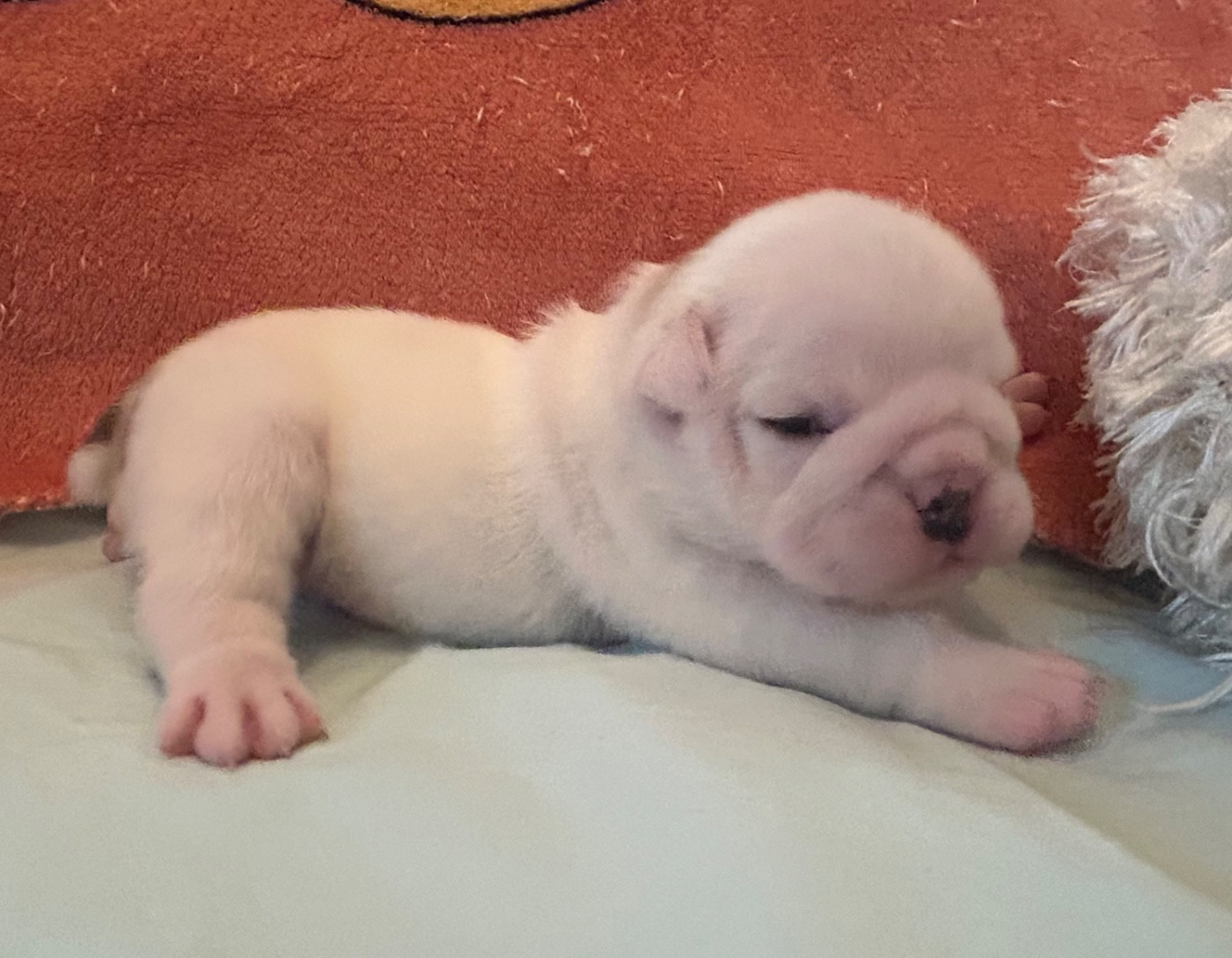 Du Roi De La Redingote - Chiots disponibles - Bulldog Anglais