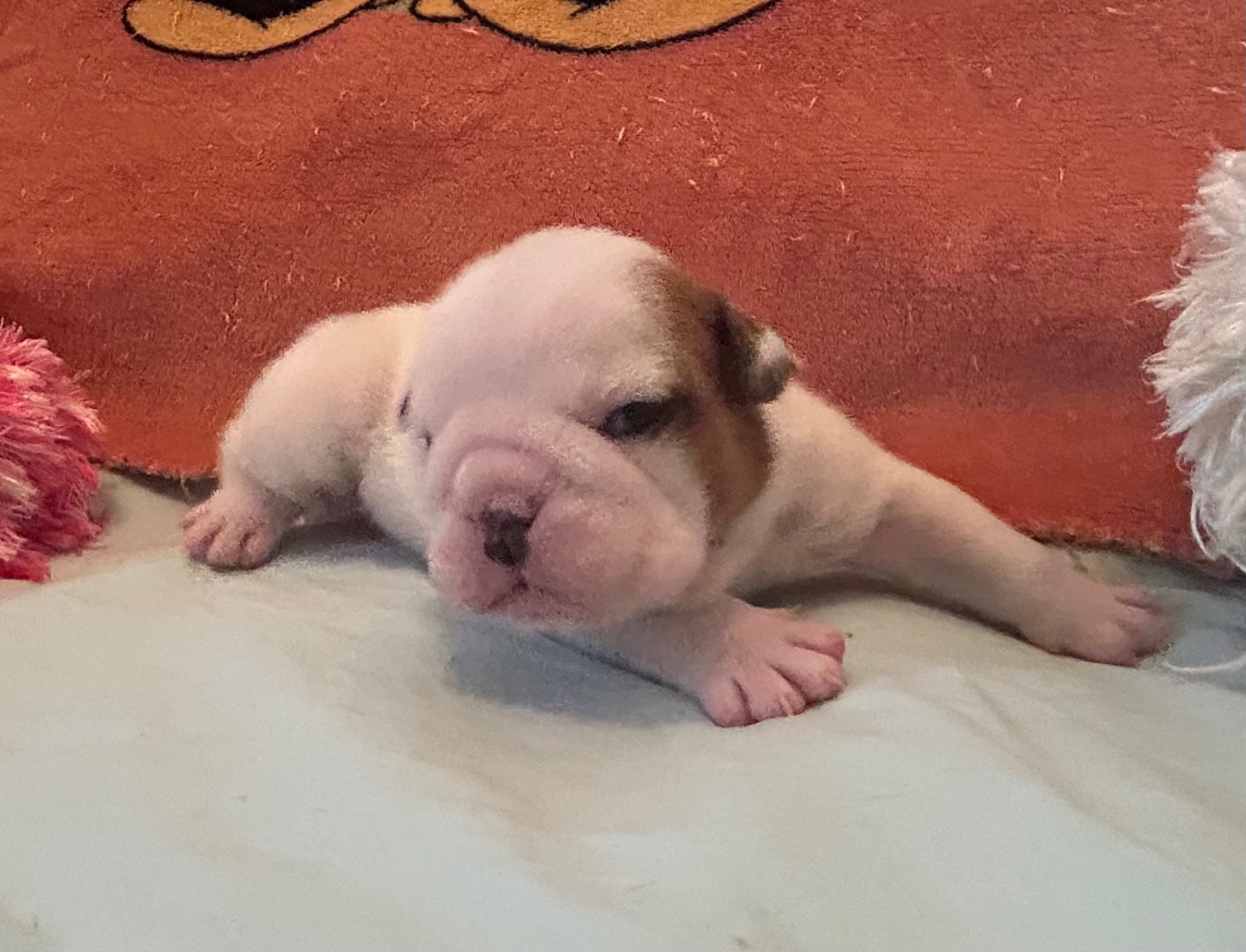 Du Roi De La Redingote - Chiots disponibles - Bulldog Anglais