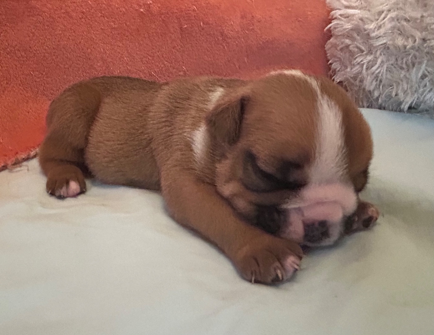 Du Roi De La Redingote - Chiots disponibles - Bulldog Anglais