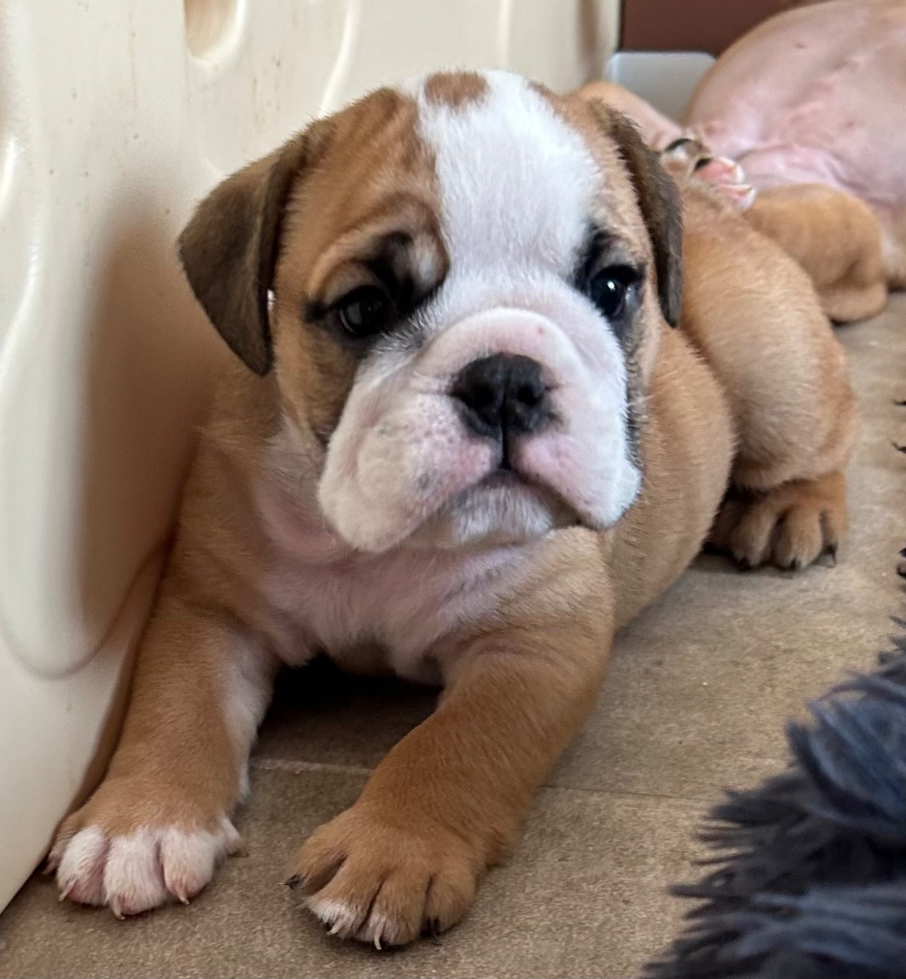Du Roi De La Redingote - Chiots disponibles - Bulldog Anglais