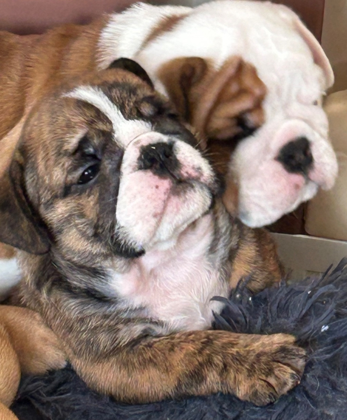 Du Roi De La Redingote - Chiots disponibles - Bulldog Anglais