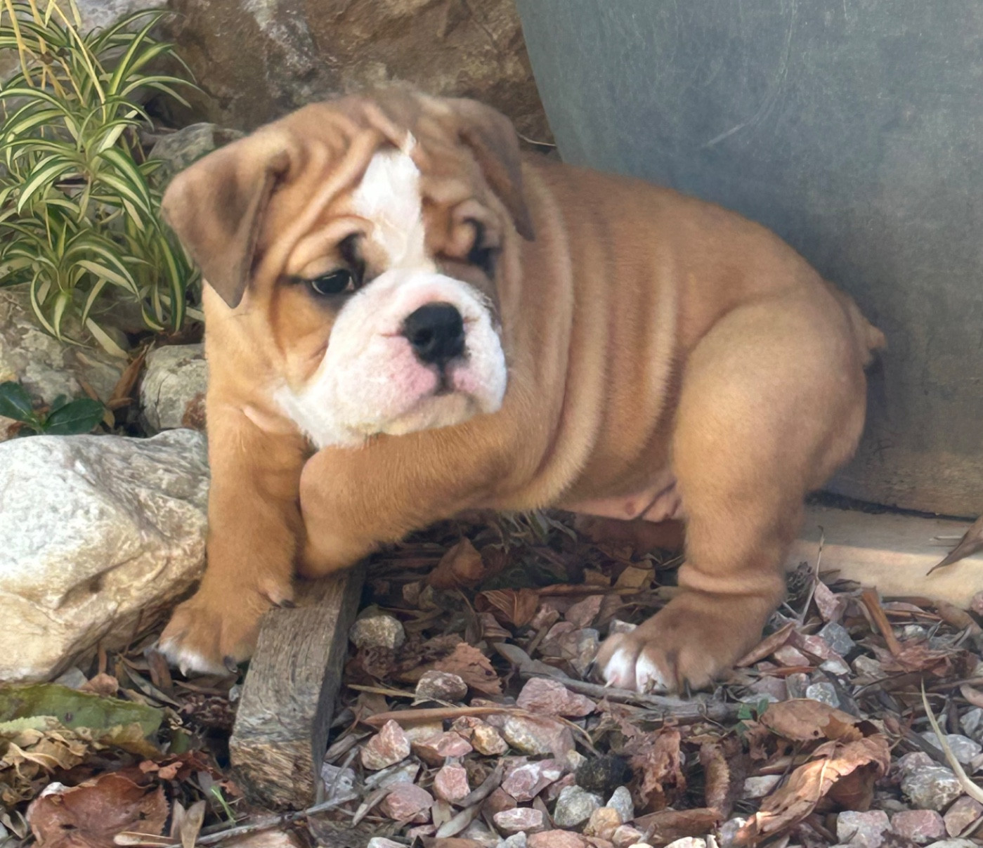 Du Roi De La Redingote - Chiots disponibles - Bulldog Anglais
