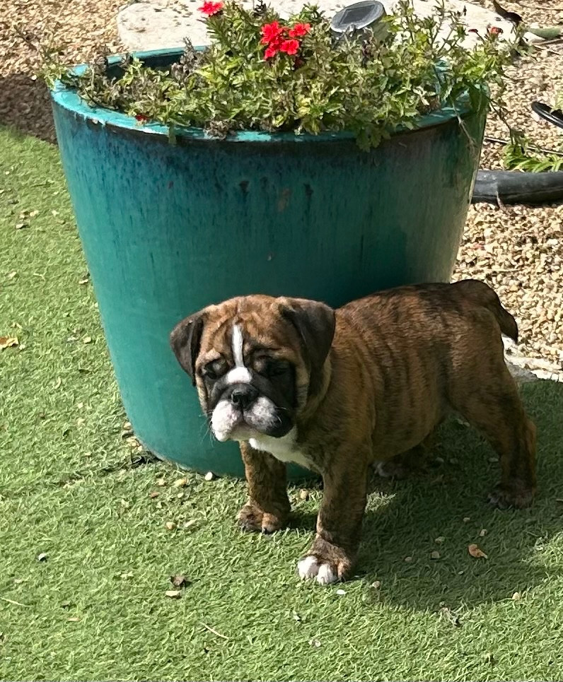 Du Roi De La Redingote - Chiots disponibles - Bulldog Anglais