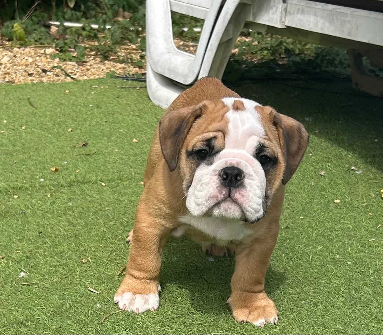 Du Roi De La Redingote - Chiots disponibles - Bulldog Anglais