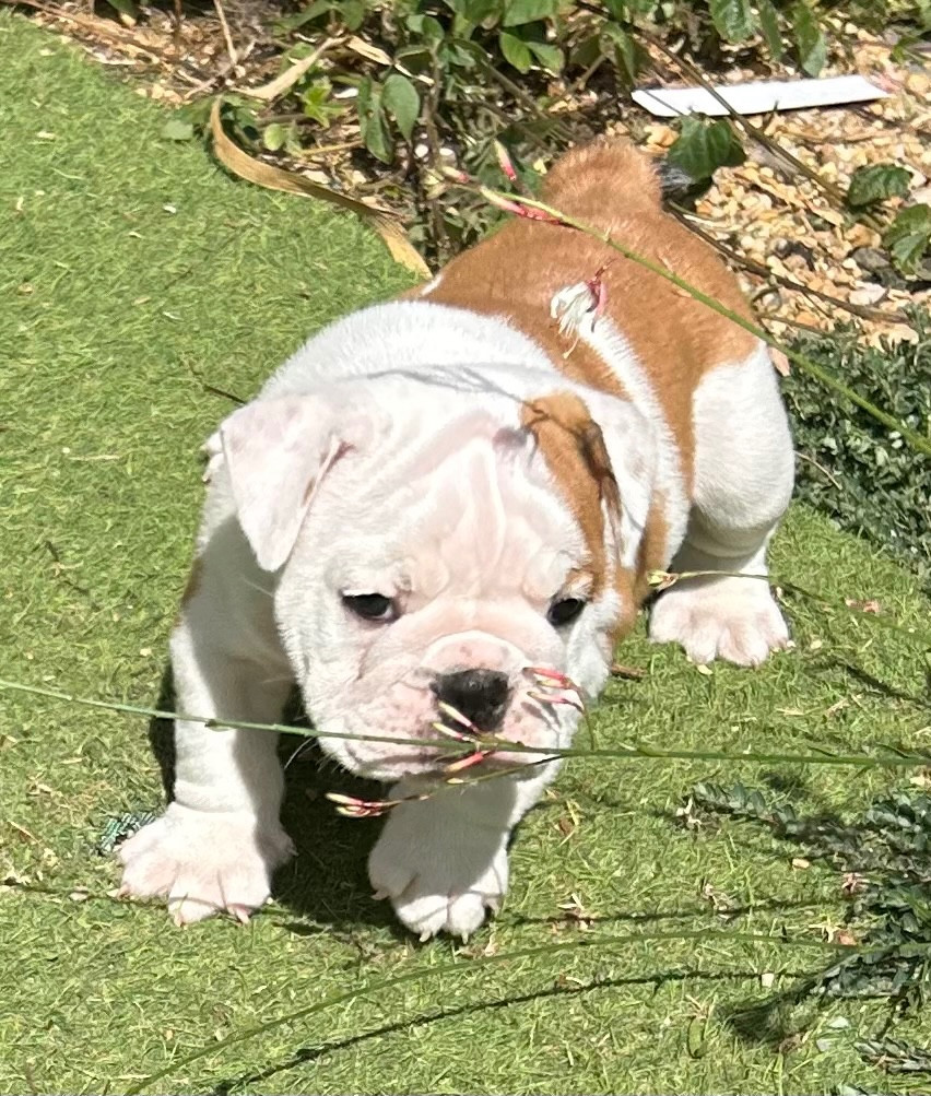 Du Roi De La Redingote - Chiots disponibles - Bulldog Anglais