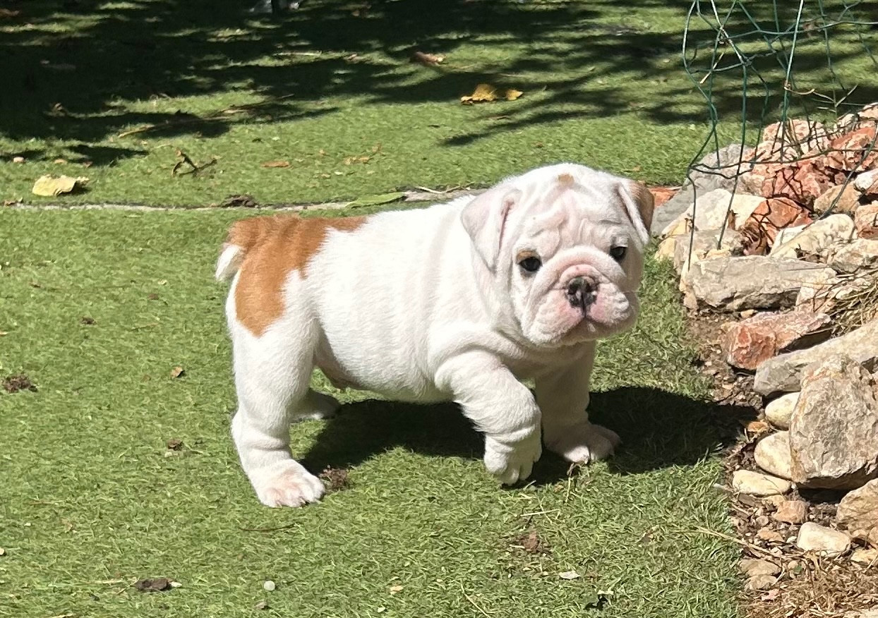 Du Roi De La Redingote - Chiots disponibles - Bulldog Anglais