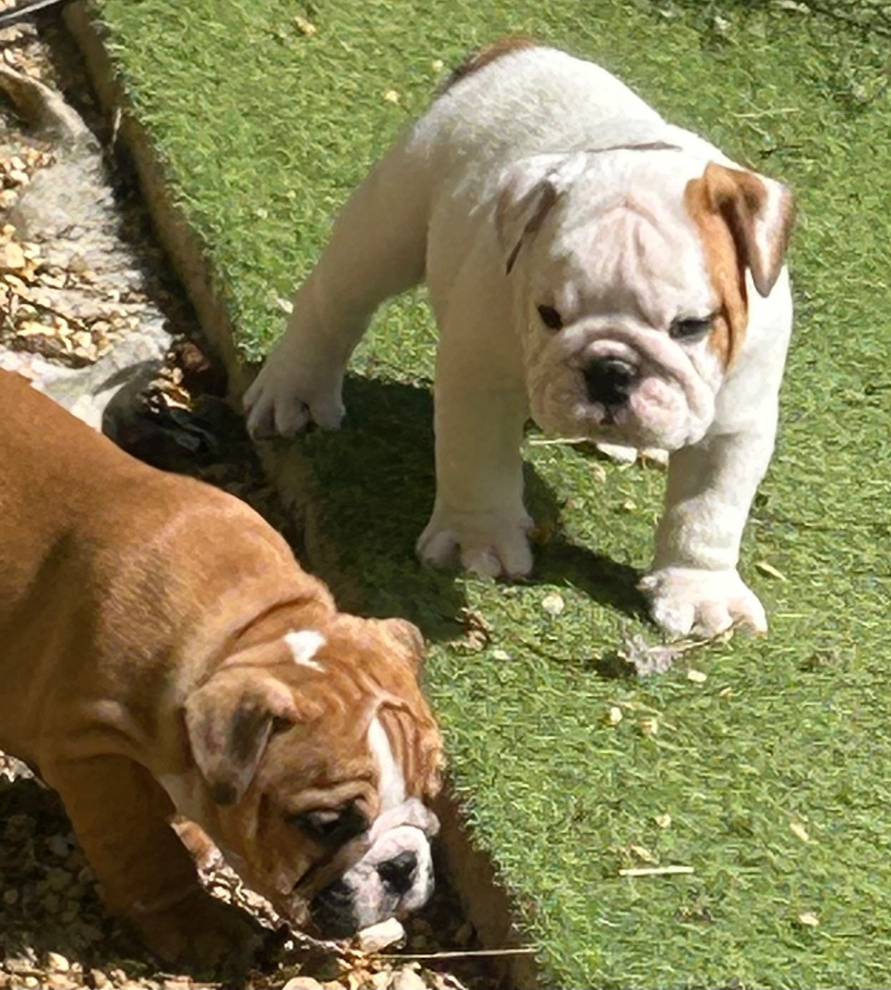 Du Roi De La Redingote - Chiots disponibles - Bulldog Anglais
