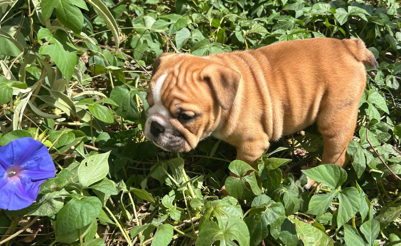 Du Roi De La Redingote - Chiots disponibles - Bulldog Anglais
