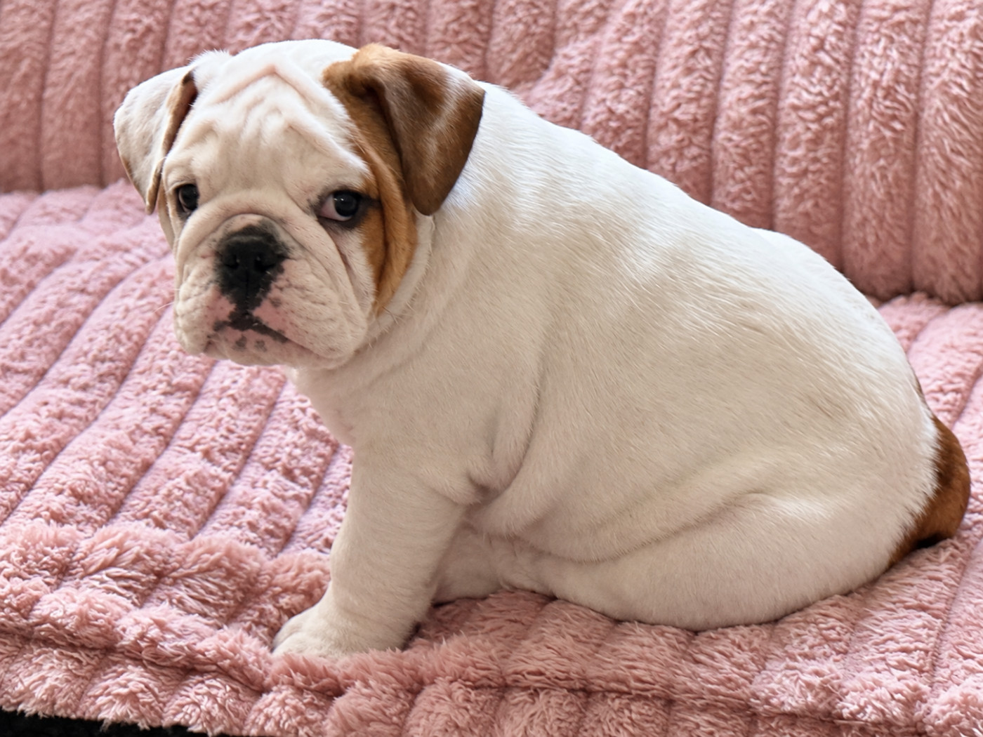 Du Roi De La Redingote - Chiots disponibles - Bulldog Anglais