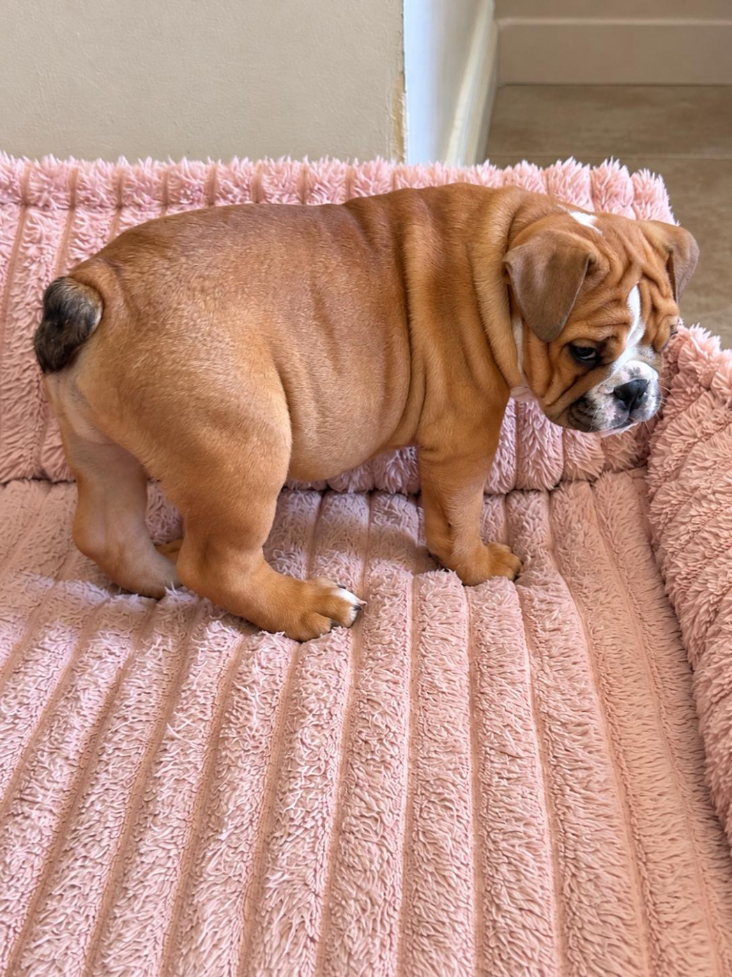 Du Roi De La Redingote - Chiots disponibles - Bulldog Anglais