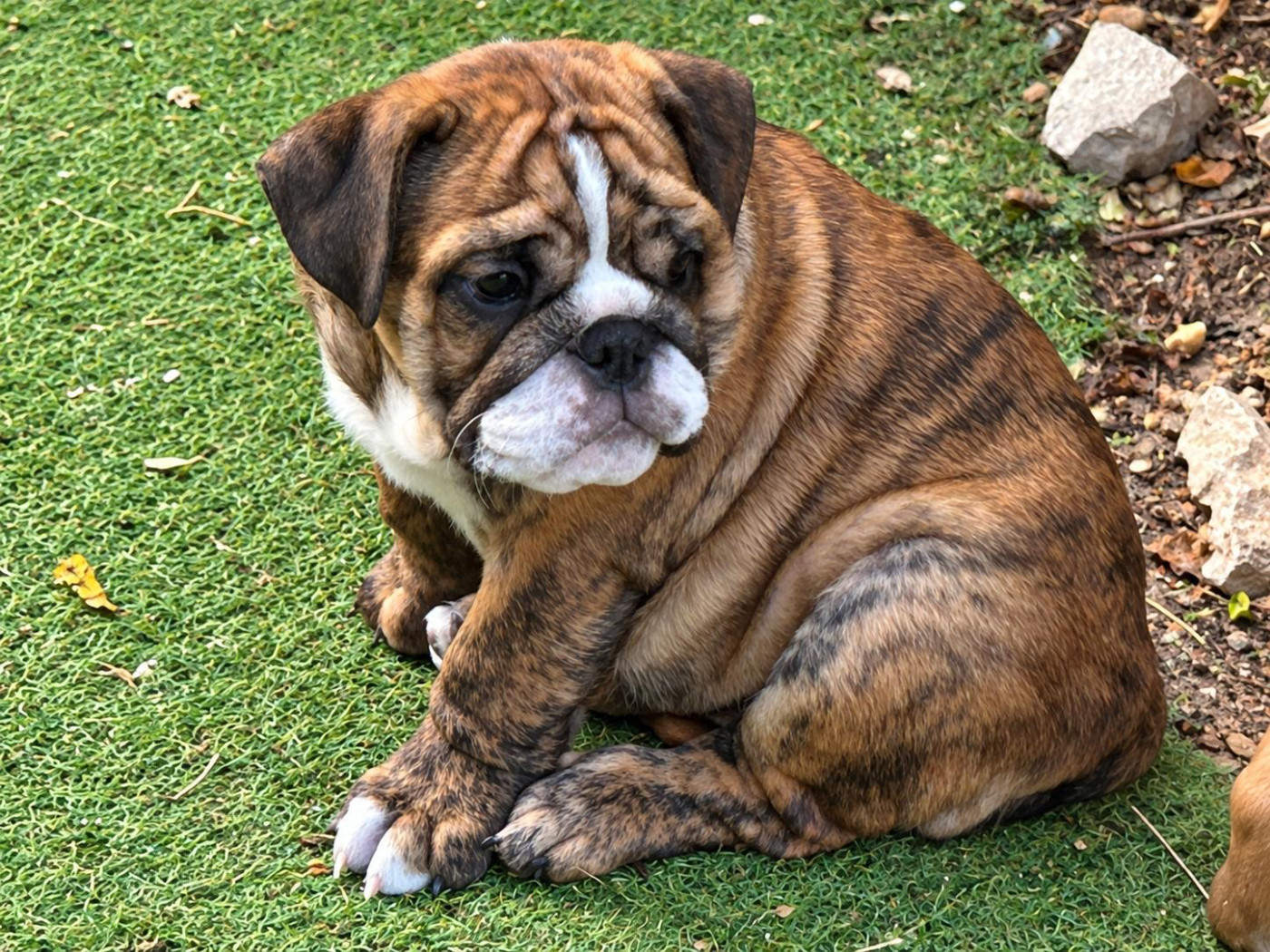 Du Roi De La Redingote - Chiots disponibles - Bulldog Anglais