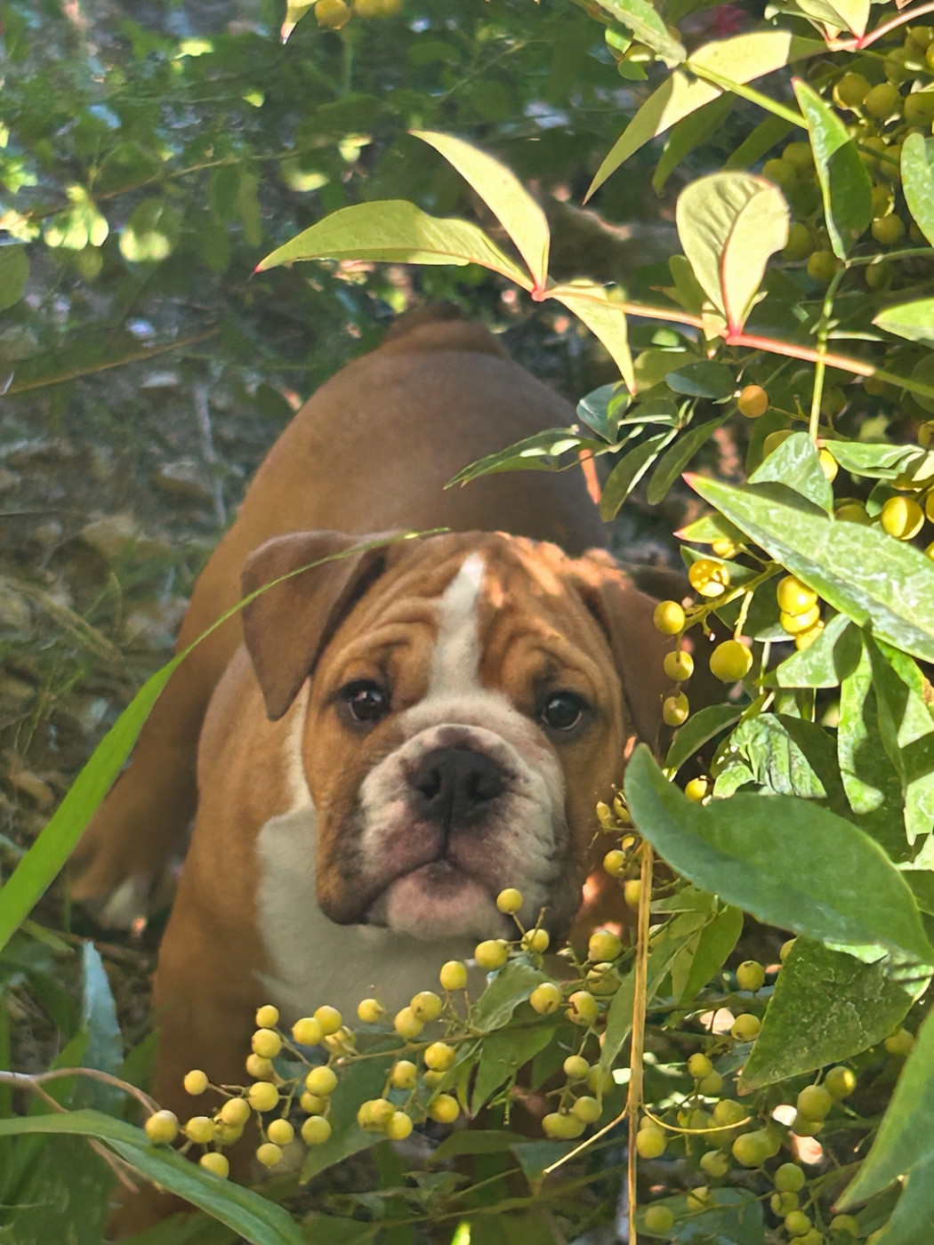 Du Roi De La Redingote - Chiots disponibles - Bulldog Anglais