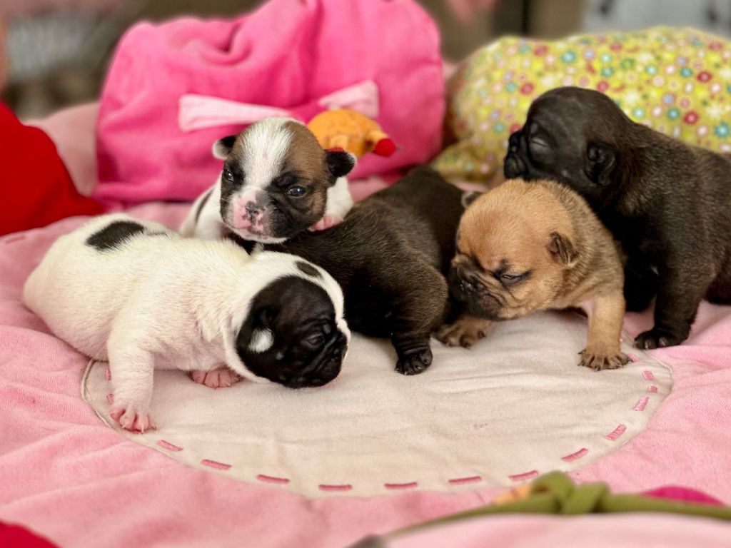 Chiot Bouledogue français Du Roi De La Redingote